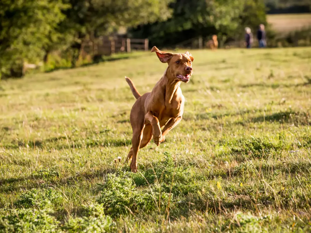 Dog-running